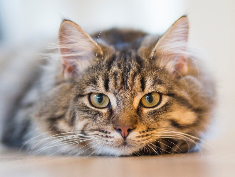 Fountain Valley Animal Hospital Forms