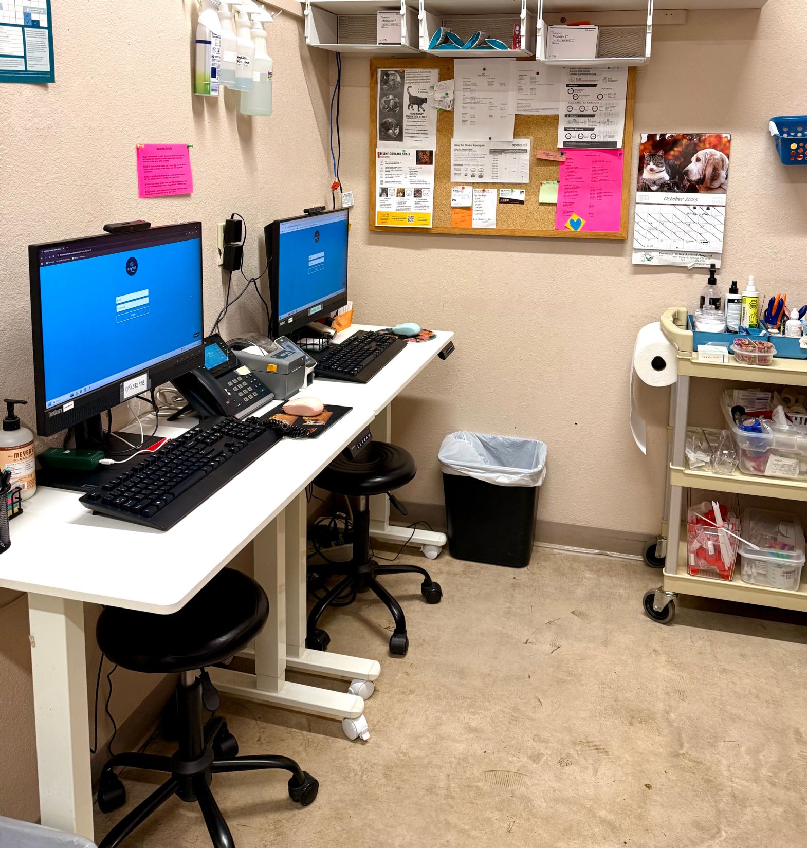 kitten vet colorado springs